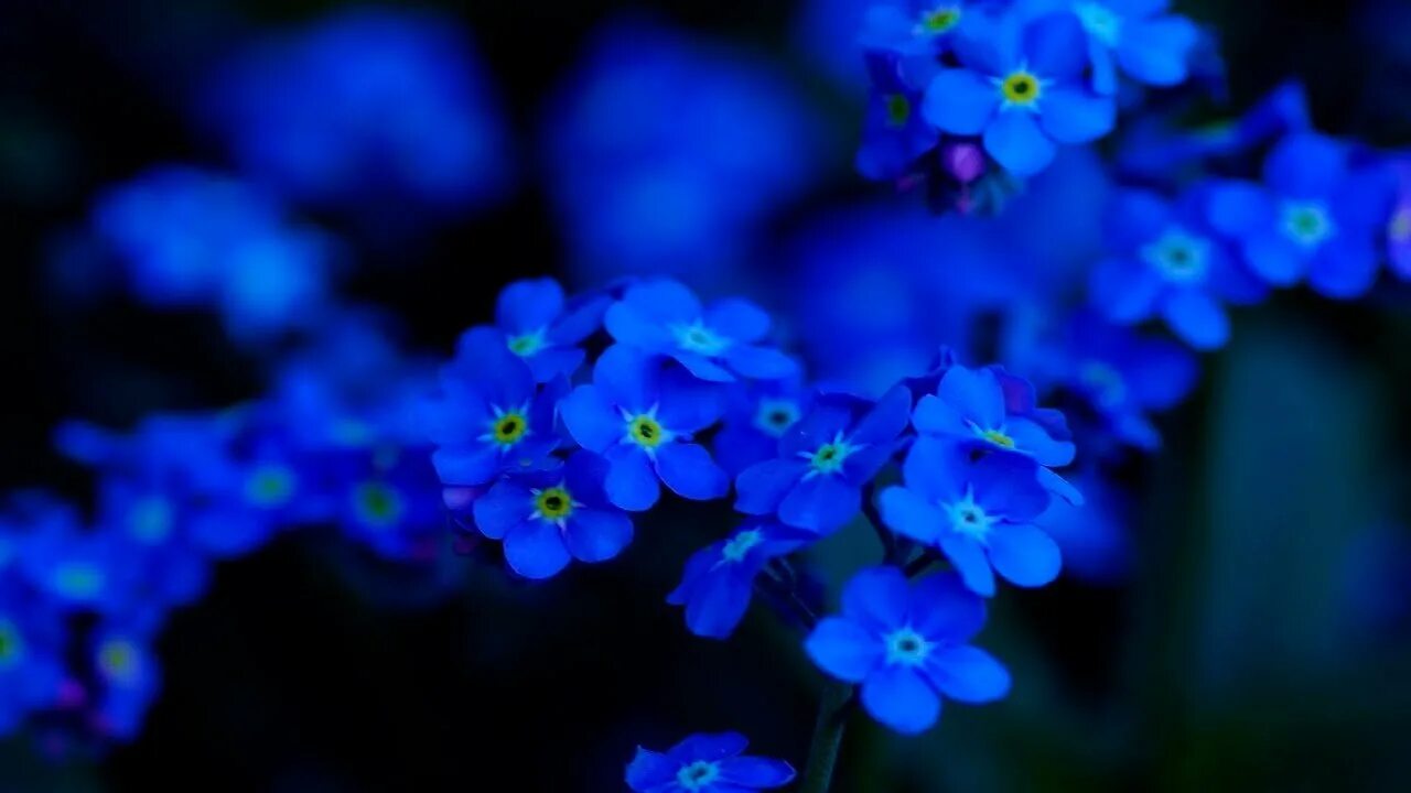 Незабудка голубая. Незабудка ультрамарин. Голубые цветы незабудки. Мелкие синие цветы. Сине желтая незабудка