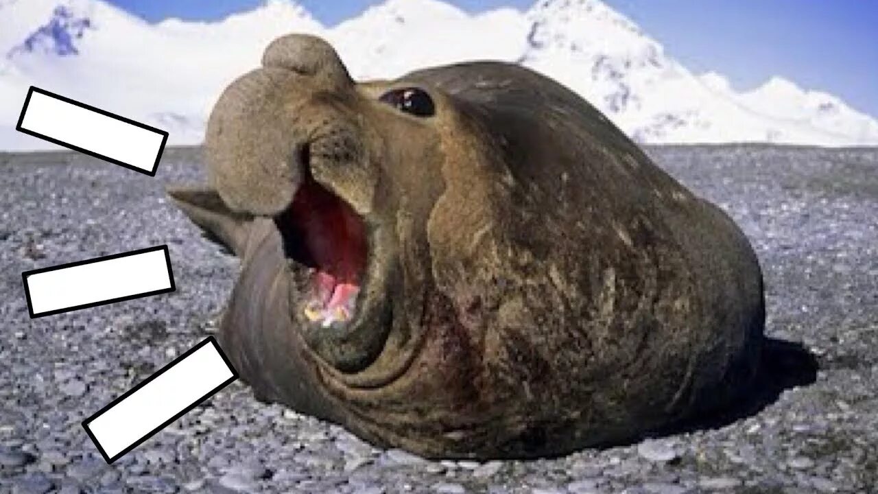 Южный морской слон Mirounga Leonina. Морской слон Антарктиды. Северный морской слон (Mirounga angustirostris). Морские слоны Антарктика. Морской слон в антарктиде