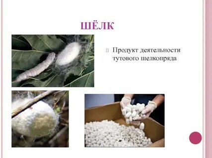 Полиплоидный тутовый шелкопряд