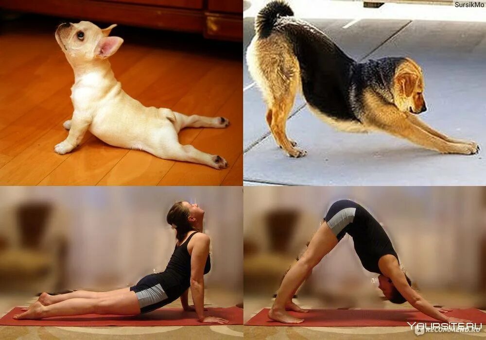 Упражнение поза собаки. Йога поза собаки. Поза в йоге собака мордой. Поза йоги собака мордой вверх.