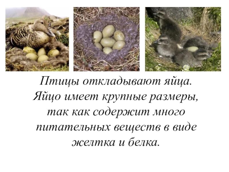 Наибольшее количество яиц откладывает