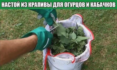Как сажать огурцы с крапивой