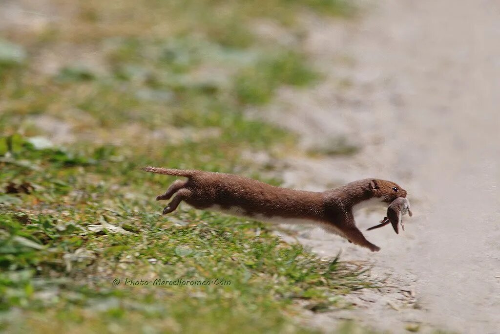 Ласка (Mustela nivalis). Степной хорёк горностай ласка. Ласка норка хорёк горностай. Ласка (Mustela nivalis) 2023. Норка ловит мышей