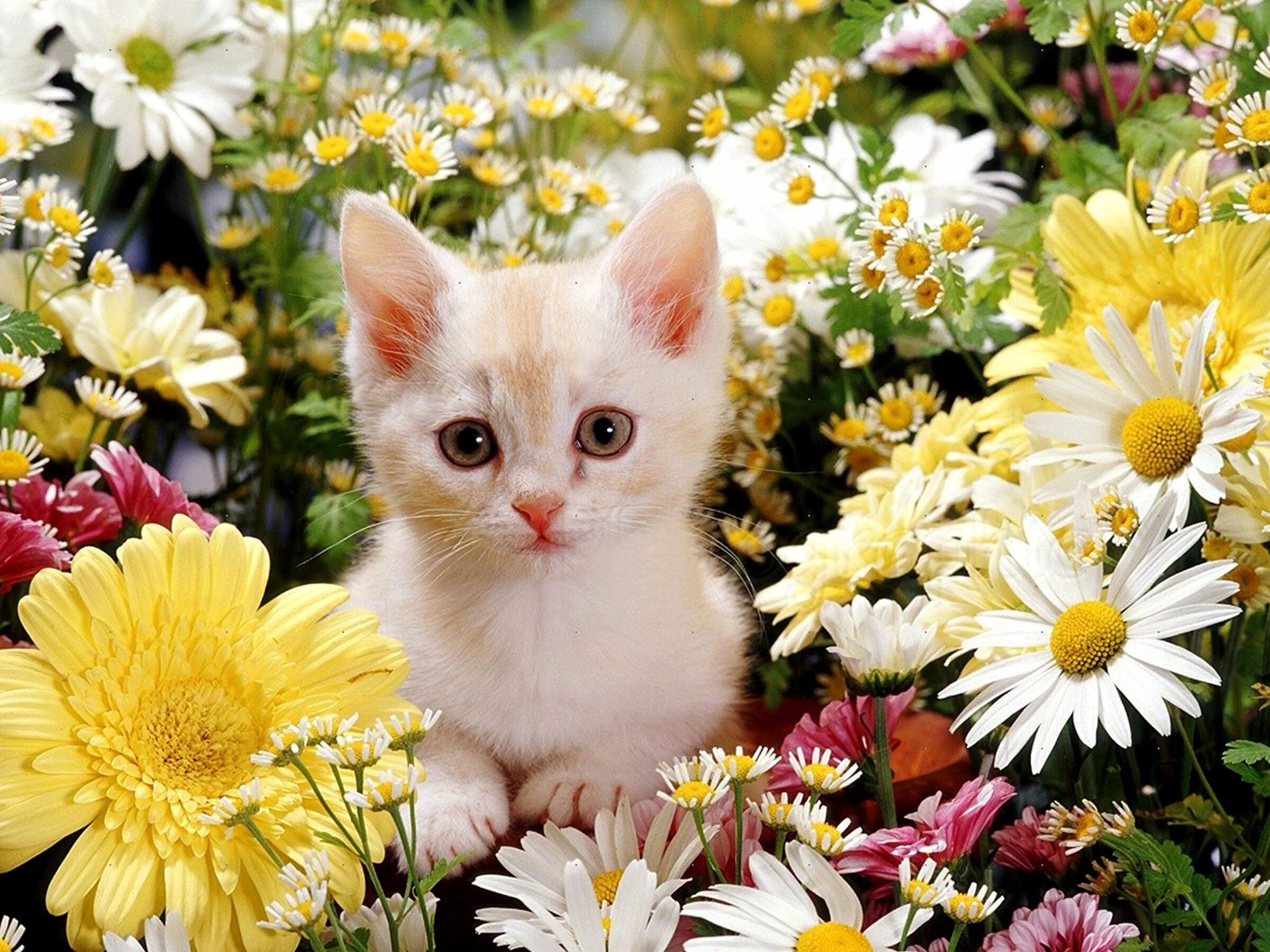 Кошка много цветов. Котенок с цветами. Кошечка в цветах. Котик с цветочком. Кошечка красивая с цветами.