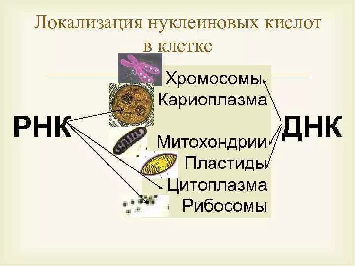 Значение клетки днк. Локализация нуклеиновых кислот.