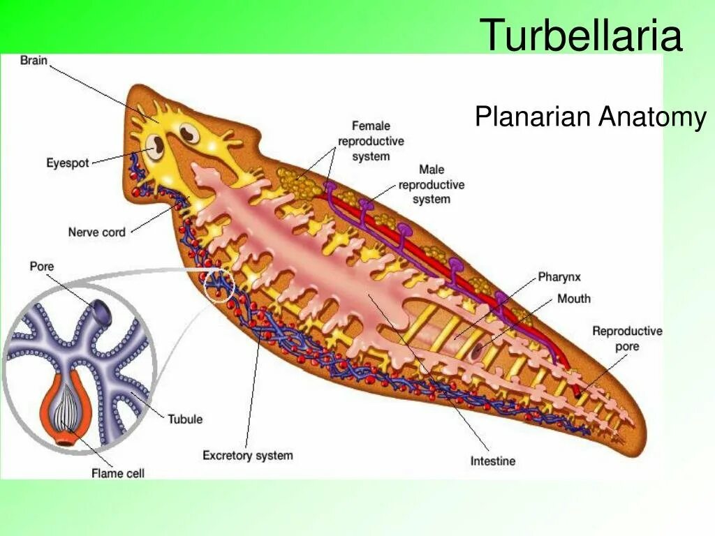 Система ресничных червей. Реснитчатые черви планария. Ресничные черви пищеварительная система. Класс Ресничные черви пищеварительная система. Turbellaria (Ресничные черви).