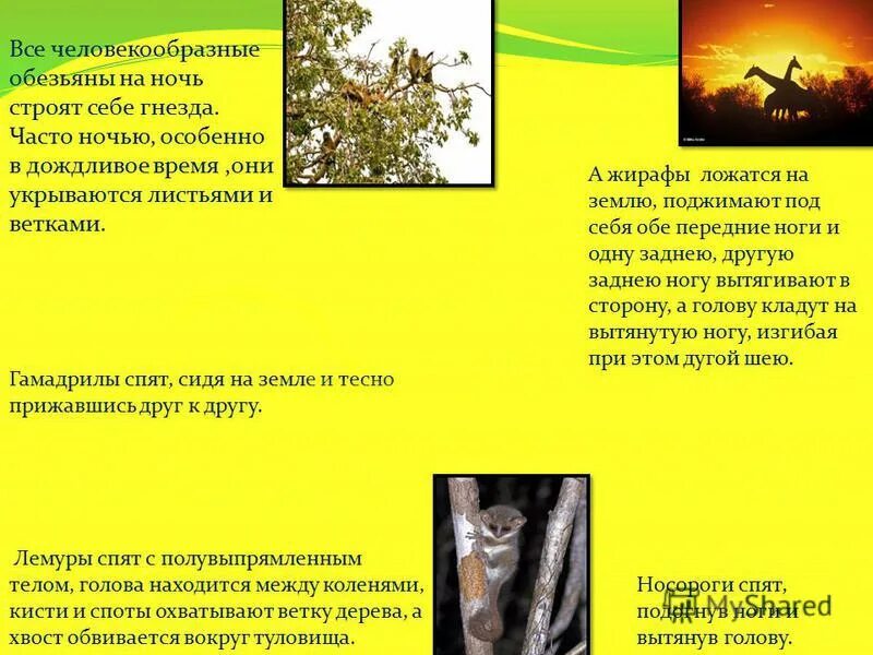 разделы зоологии. теплокровные млекопитающие. четвертый ярус животные. биология зоология. общим качеством и человека и высших животных является.