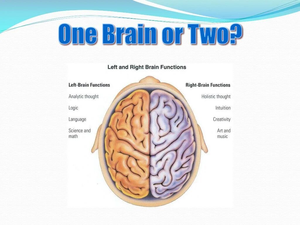 1 brain for 2