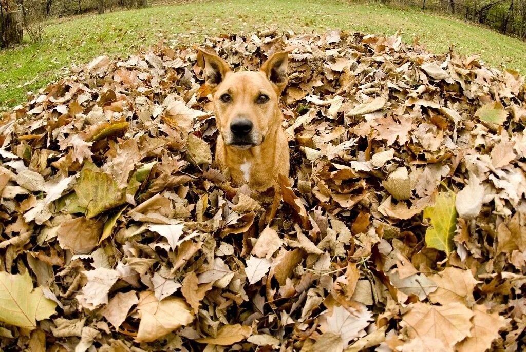 Pet falls. Рыжая собака в листве. Плед для собаки на листьях осенью. Dog in leaves.