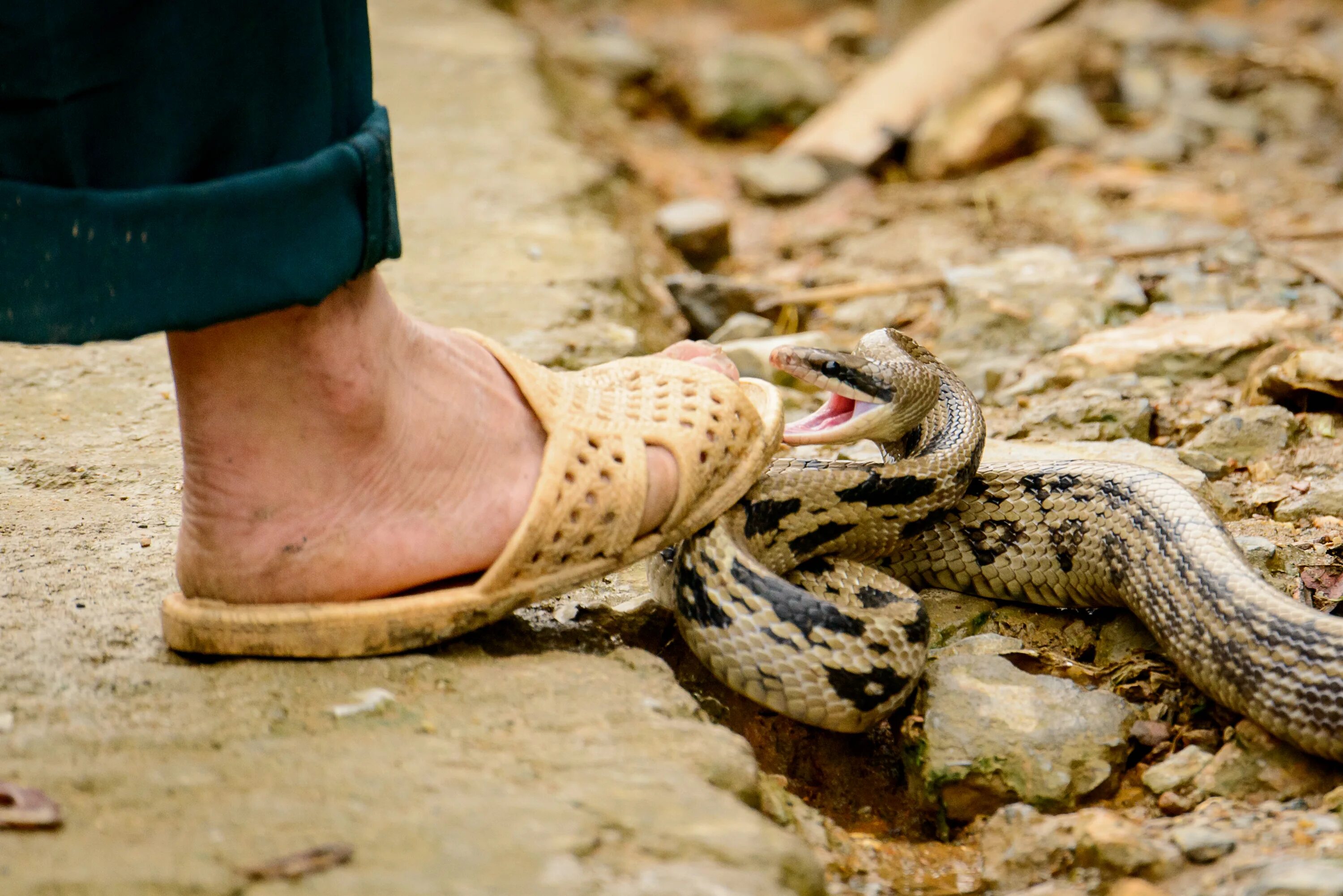 Snake bites. 3 Змеи. Нога наступающая на змею. Змея укусила девушку в ногу.