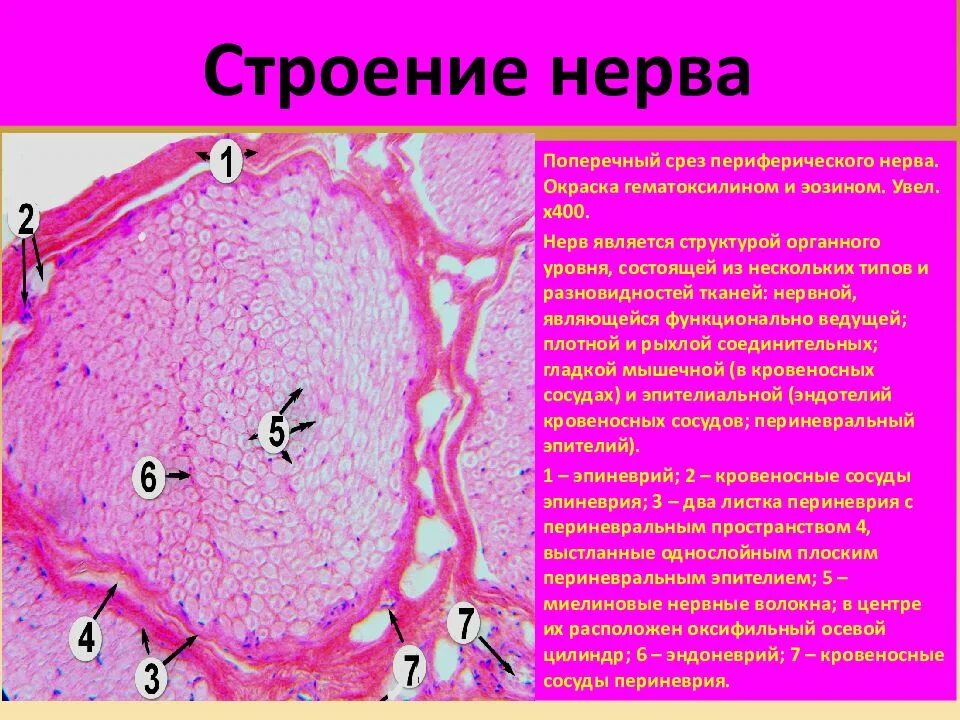 Срез кратко. Поперечный срез периферического нерва гистология. Поперечный срез нерва препарат. Поперечный срез периферического нерва препарат. Поперечный срез нерва гистология.