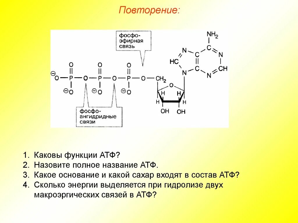 Ангидридная связь в АТФ. Макроэргические соединения АТФ. Гидролизирование АТФ. Энергия макроэргических связей АТФ.