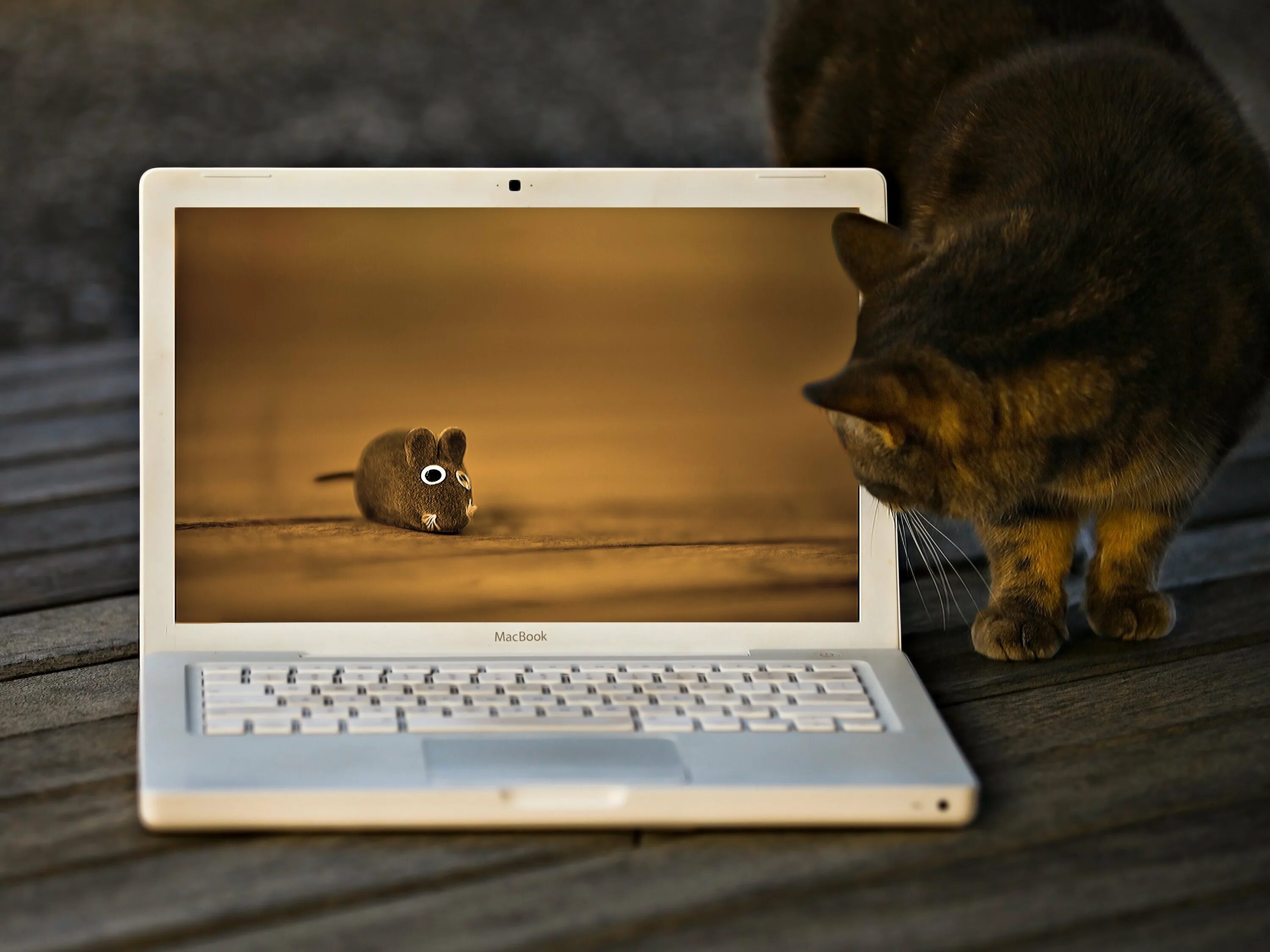 Заставка на ноутбук. Кот с ноутбуком. Прикольные заставки на ноутбук. Обои на рабочий стол прикольные.