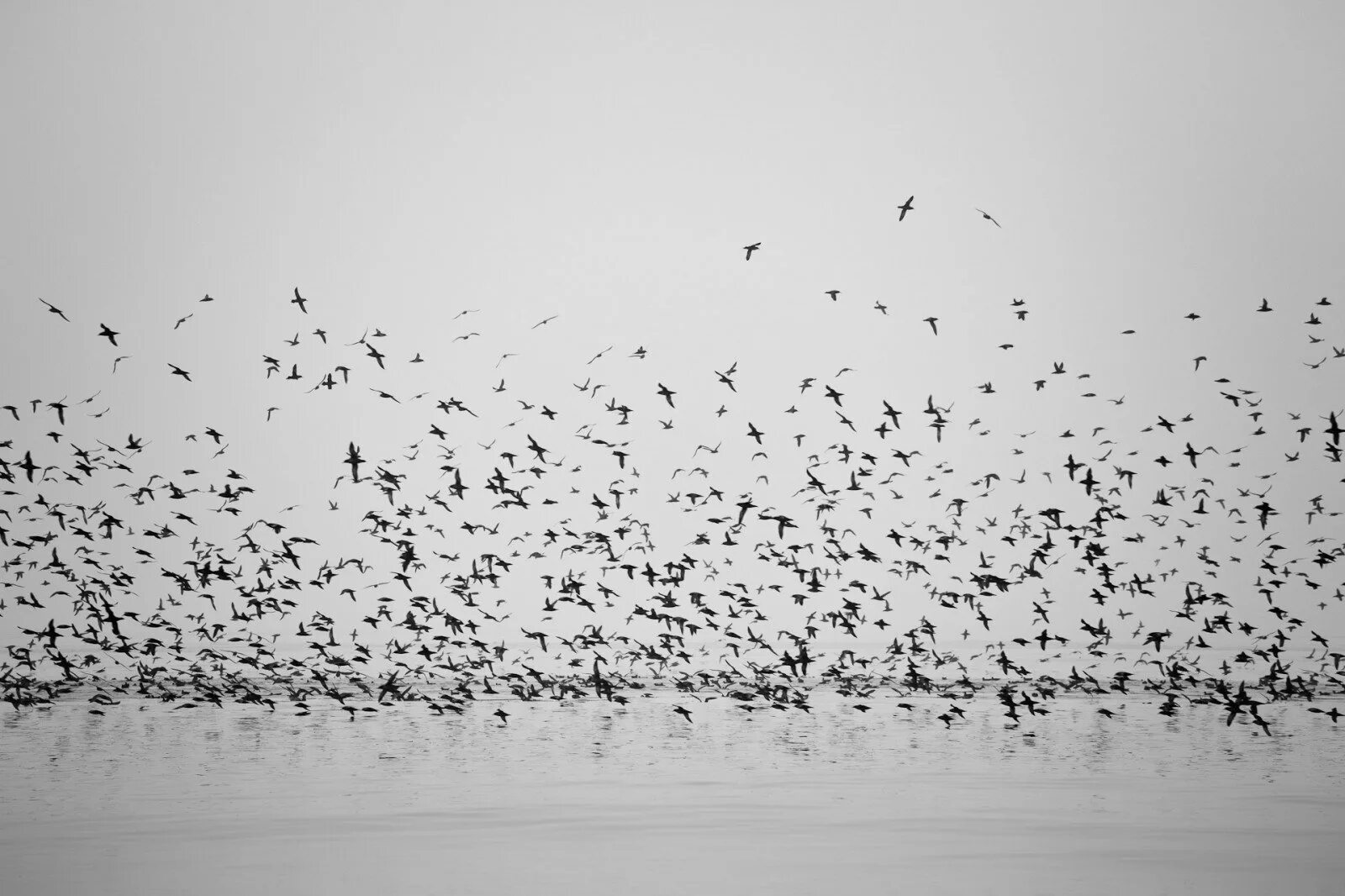 Словно стая птиц. Птицы в небе. Стая птиц. Стая птиц на белом фоне. Много птиц.