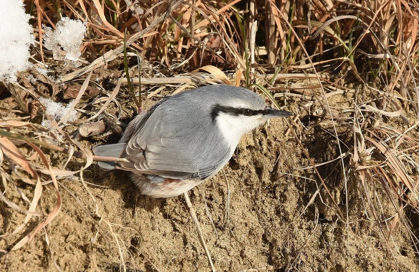 Повадился поползень на огород. Обыкновенный поползень птицы. Поползень обыкновенный птенец. Поползень-крошка. Поползень прикольный.