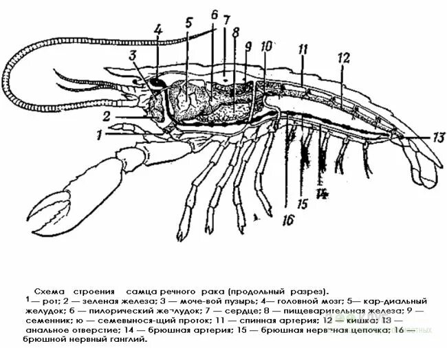 Внутреннее строение речного. Внутреннее строение ракообразных схема. Внутреннее строение речного арка. Хема строения речного рака.. Строение реки схема Речной.