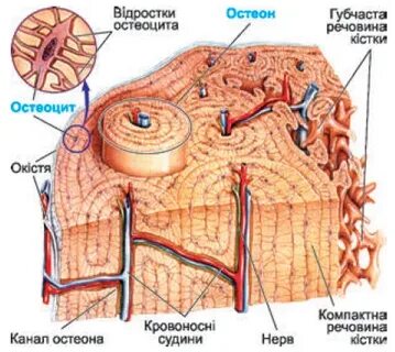 Из какой ткани состоит хрящ и кость