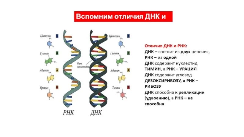 Тест днк рнк. ДНК И РНК различия. Отличия между ДНК И РНК. Отличие ДНК от РНК. Сходства ДНК И РНК.