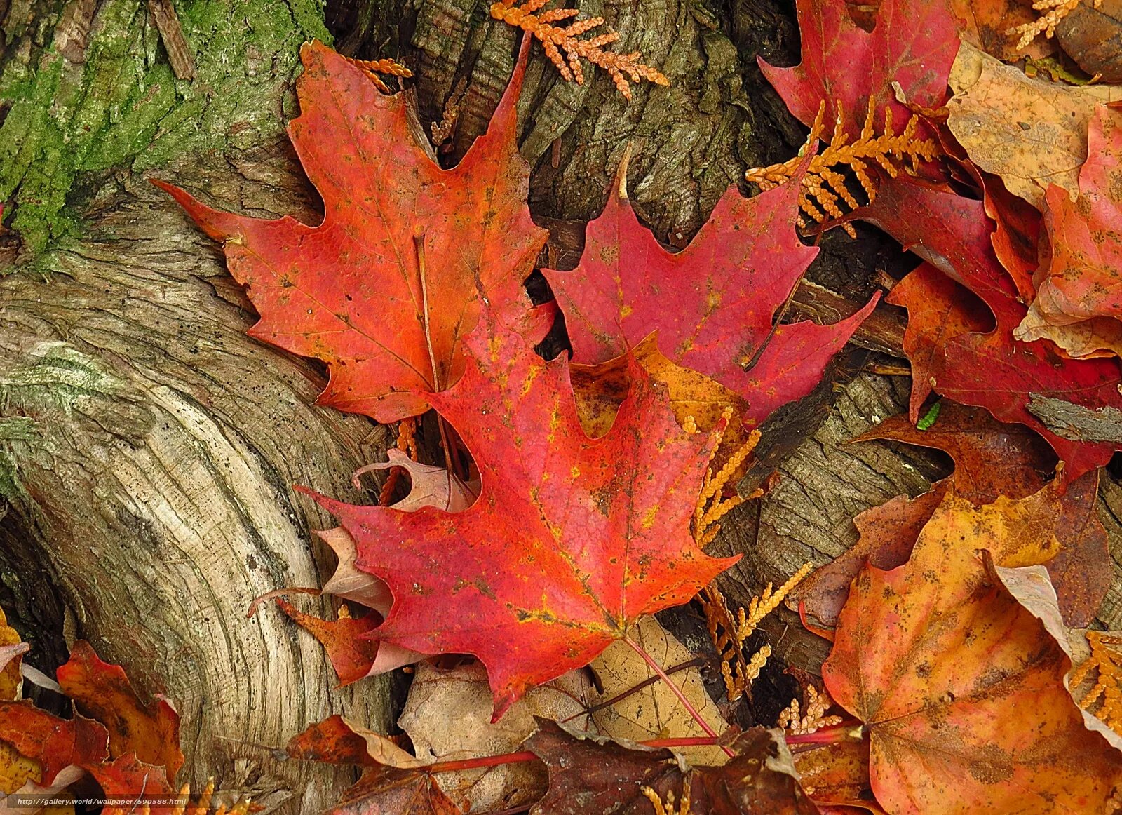 опавшие листья в лесу. обои на рабочий стол осень. однородный листья лес. липа ствол дерева. лесные листья.