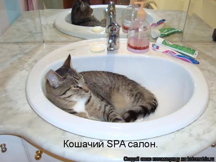 кошачье спа игра. игра кошачье спа меню. кошачье спа. кошачий спа салон игра. кошачье спа игра.