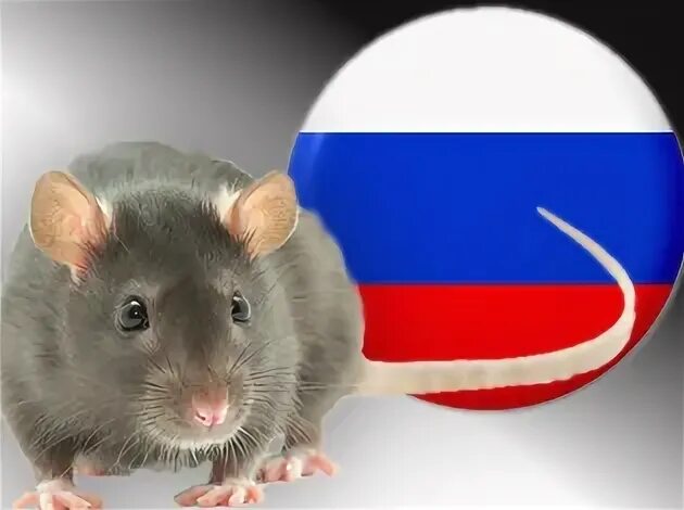 House Full of rats Russia. Рата русских