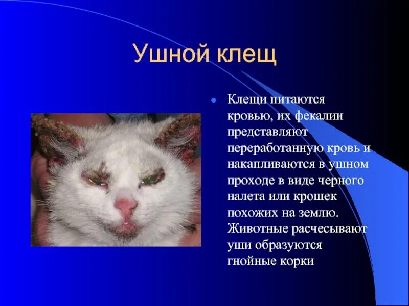 Болезни ушей у кошек фото и описание