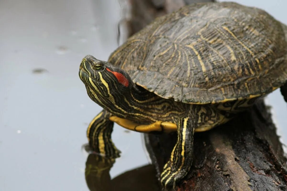 Сколько лет живут красноухие. Красноухая Болотная черепаха. Красноухая Пресноводная черепаха. Американская красноухая черепаха. Черепаха красноухая черепаха.