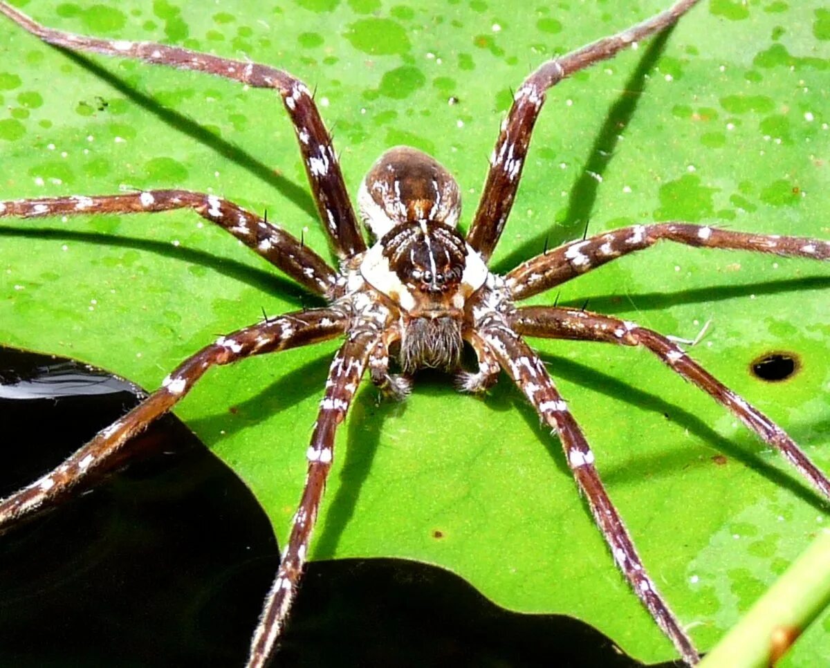 Все пауки. Паук доломедес (Dolomedes fimbriatus). Гигантский крабовый паук heteropoda. Восьмиточечный паук-краб. Ядовитые пауки Абхазии.
