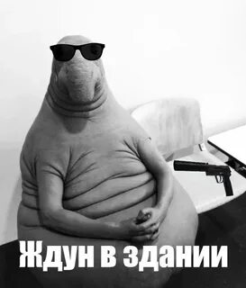 Подождем приколы