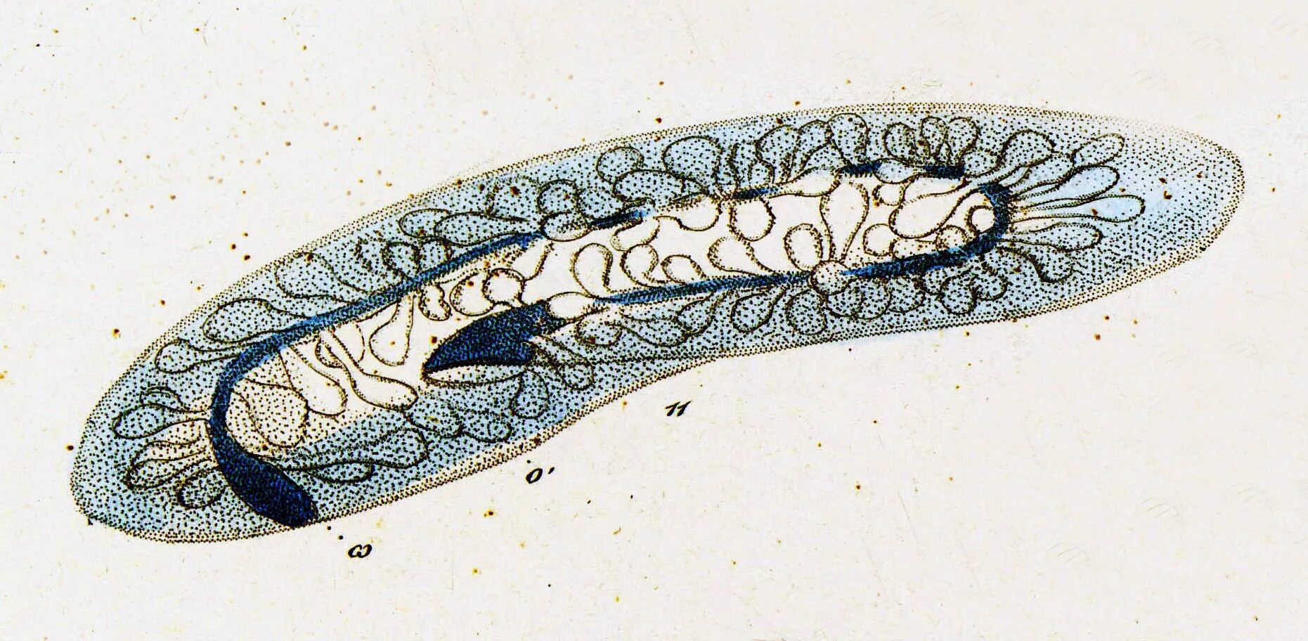 Инфузории туфельки в пробирке. Paramecium bursaria. Paramecium Aurelia строение. Инфузорий Paramecium гены.