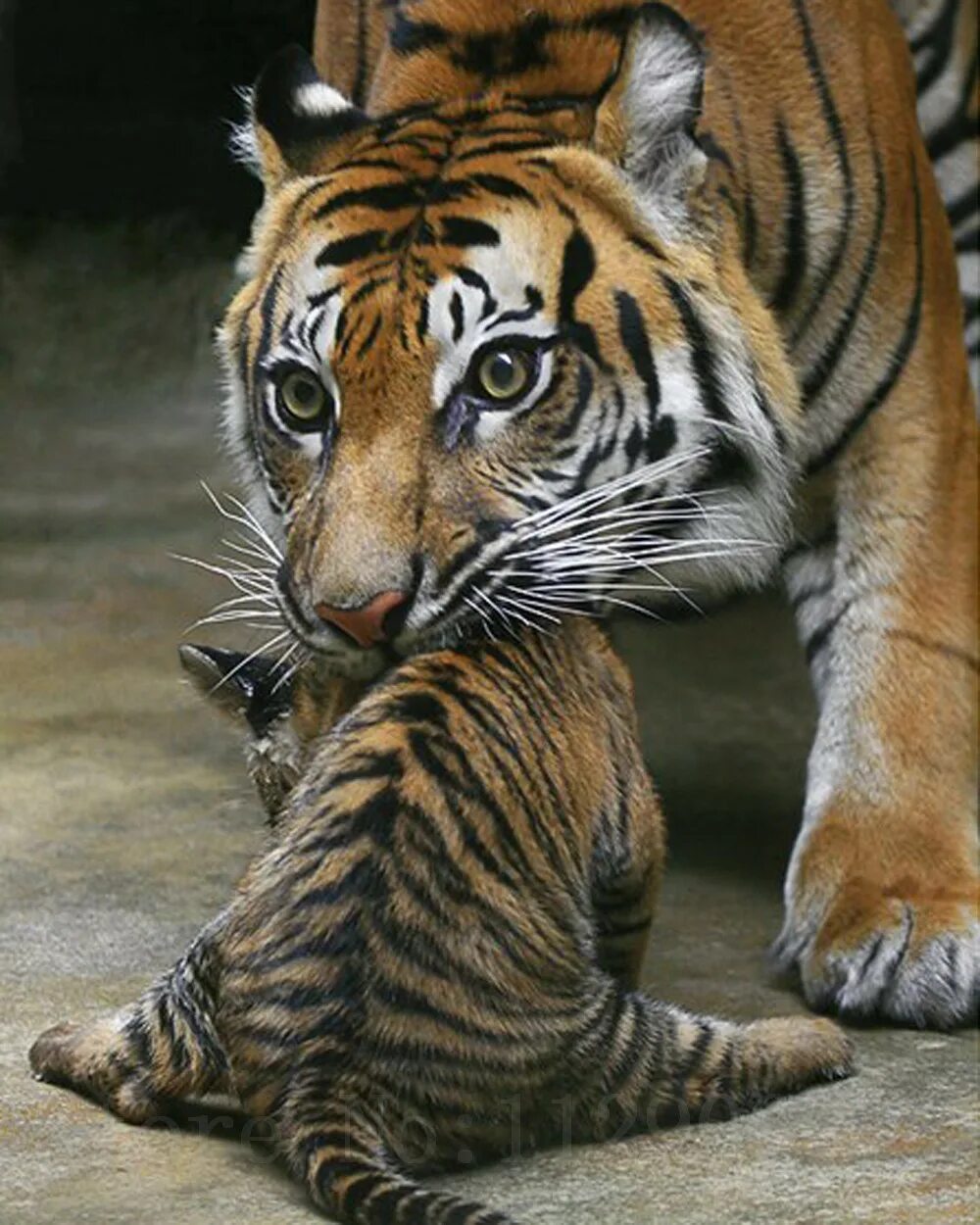 Бенгальский длиннопенисный тигр. Тигр дальневосточный амурский. Настоящий тигр. Белый тигр и бенгальская тигрица. Белый тигр и тигрица с тигрятами.