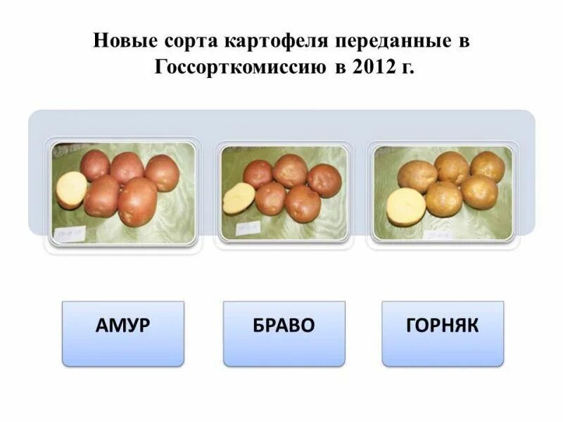 Оценка сортов картофеля. Селекция картофеля. предок картофеля. картофель горняк.