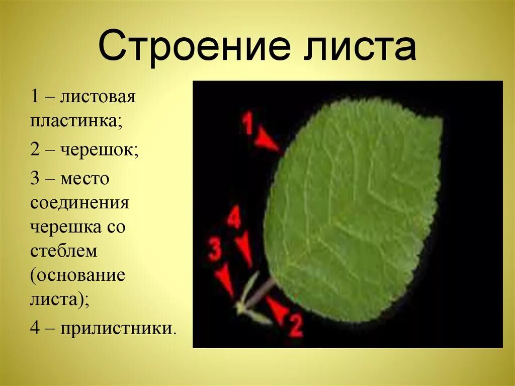 Ое лист. Основание черешок листовая пластинка. Внешнее строение листа функции. Лист растения строение и функции. Строение и функции частей листа.