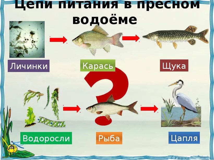 Цепи питания. Пищевая цепочка. Пищевая цепочка в пресных Водах. Пищевая цепочка водоема.