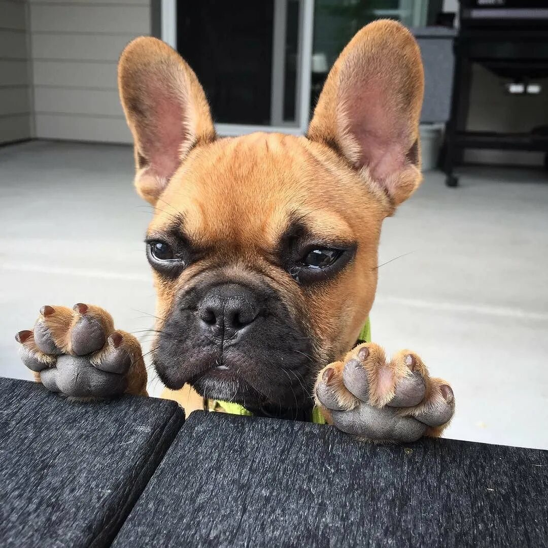 Смешные бульдоги фото. Прикольные французские бульдоги. забавные французские бульдоги. смешной бульдог. смешные бульдожки французские.