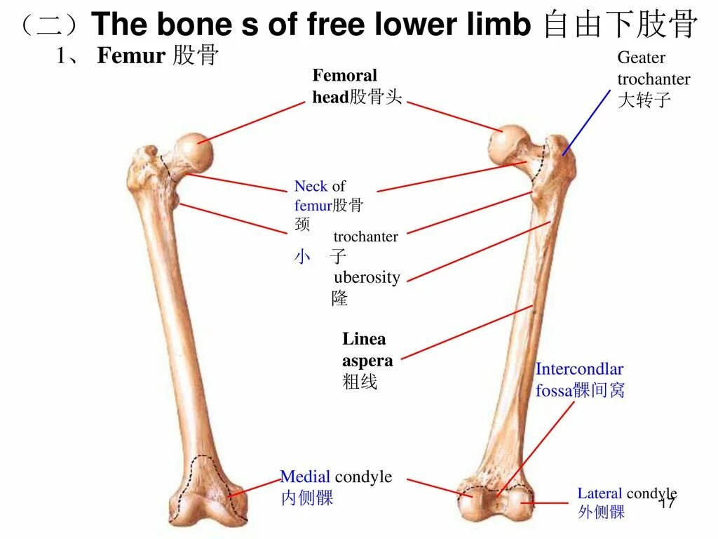 Bones of lower Limb#. Bones of lower Limb the femur. Limb перевод. The bones form