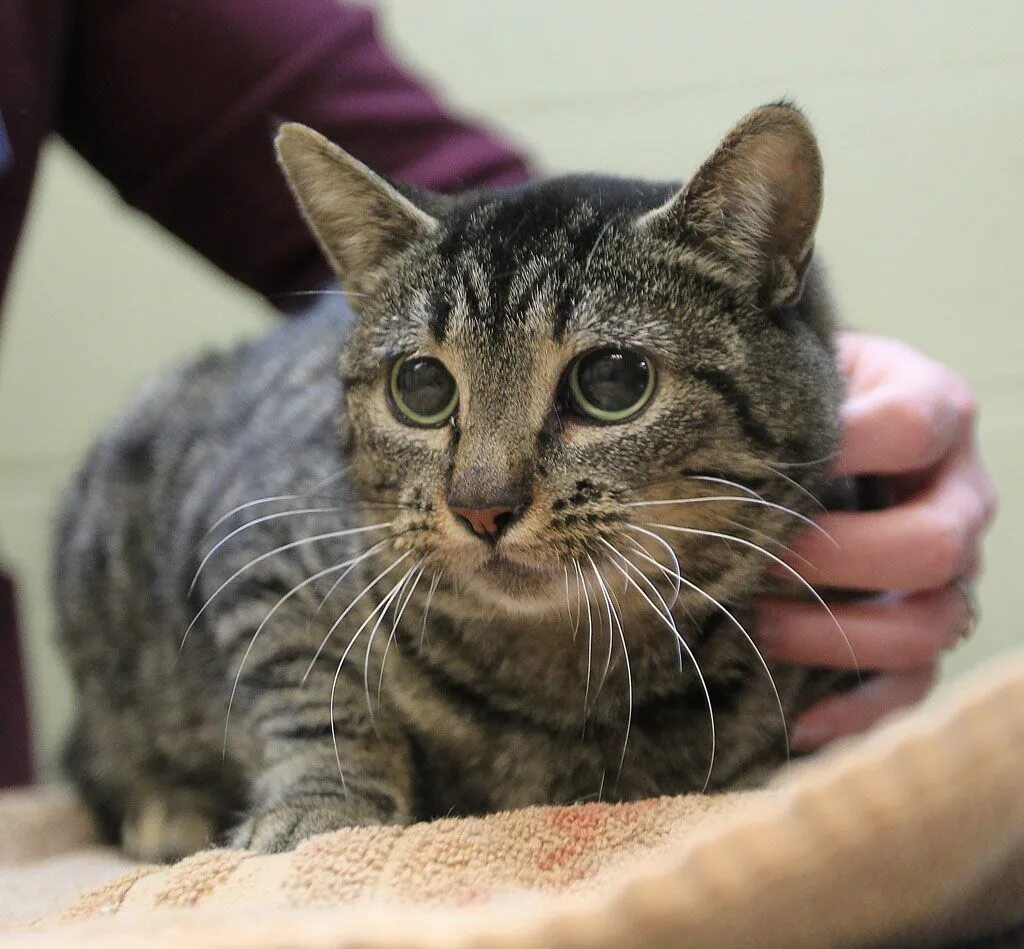 Невская гималайская сиамская кошка. Рыжий кот в очках. Котики. Котик окей. Кот гуглит мем.