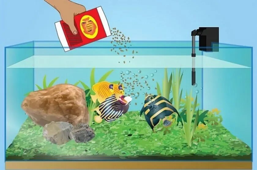 Корм для рыбок в аквариуме. Кормление аквариумных рыбок. Рыбы в аквариуме для детей. Аквариум картинка для детей.