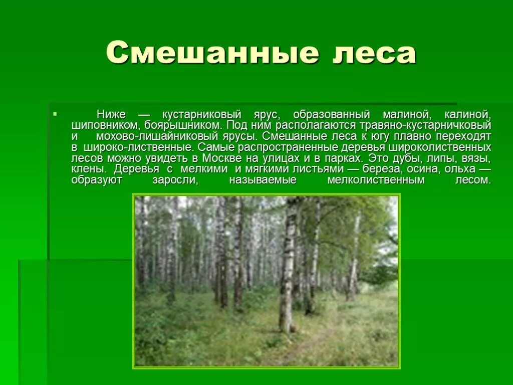 Зона смешанные широколиственные хвойные леса. Смешанные леса сообщение. Доклад про лес. Смешанные леса доклад.