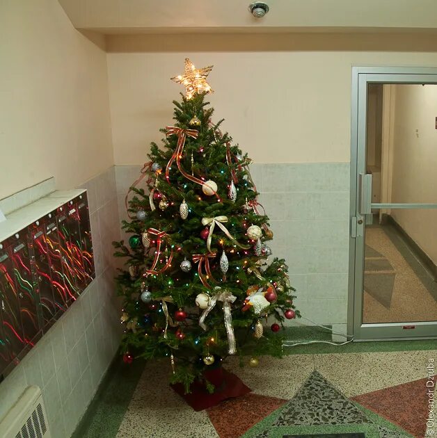 Выход елок