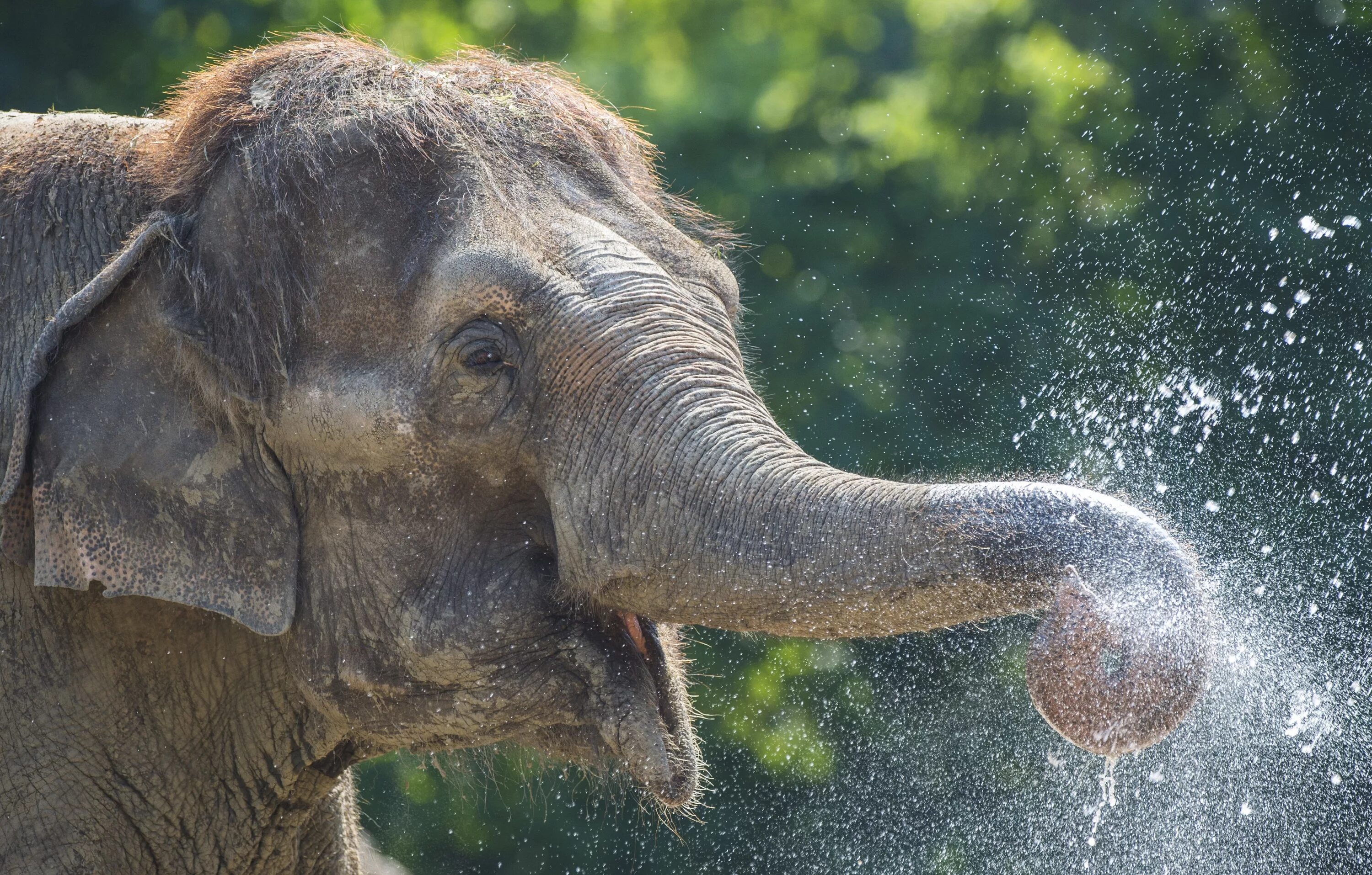 Elephants world. Всемирный день слонов 12 августа. Всемирный день слонов «Слоноуин». Всемирный день защиты слонов в зоопарках. Самый красивый слон в мире.