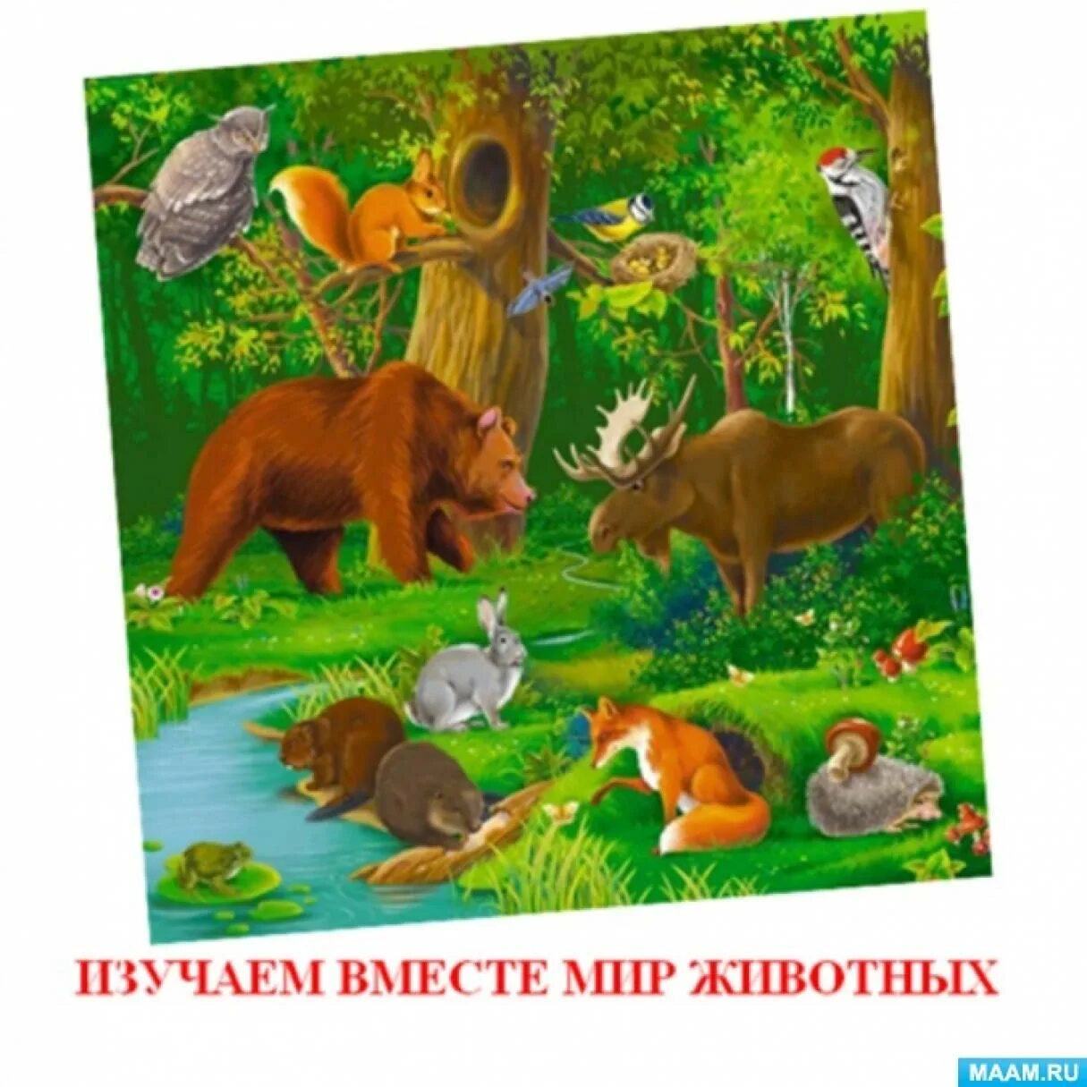 Тема недели животный мир