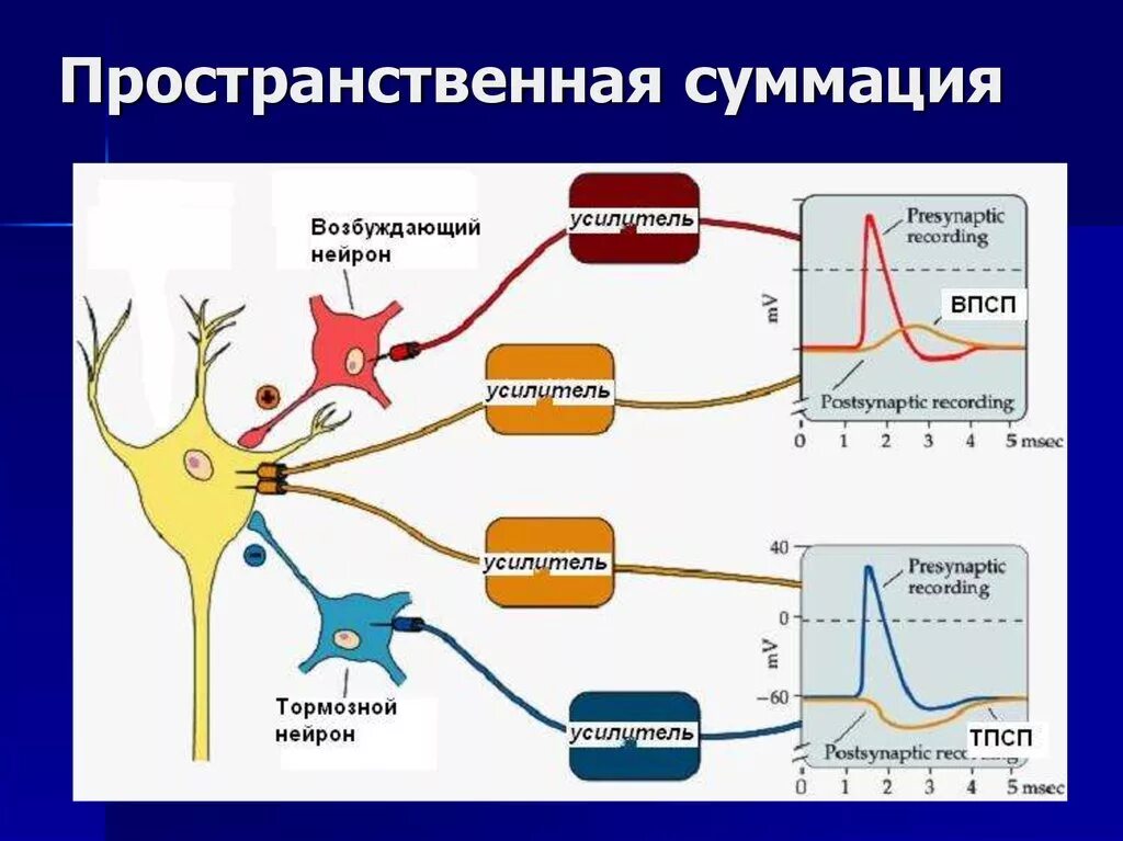 Процесс возбуждения нервных клеток. Пространственная суммация возбуждения в нейроне схема. Механизм возбуждения нейронов схема. Временная суммация возбуждения. Суммация нервных центров.