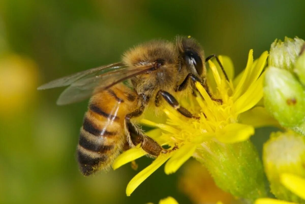 Апи пчела. Пчела APIS mellifera. Медоносная пчела. Пчеловодство. Медоносы для пчел. APIS mellifera mellifera.