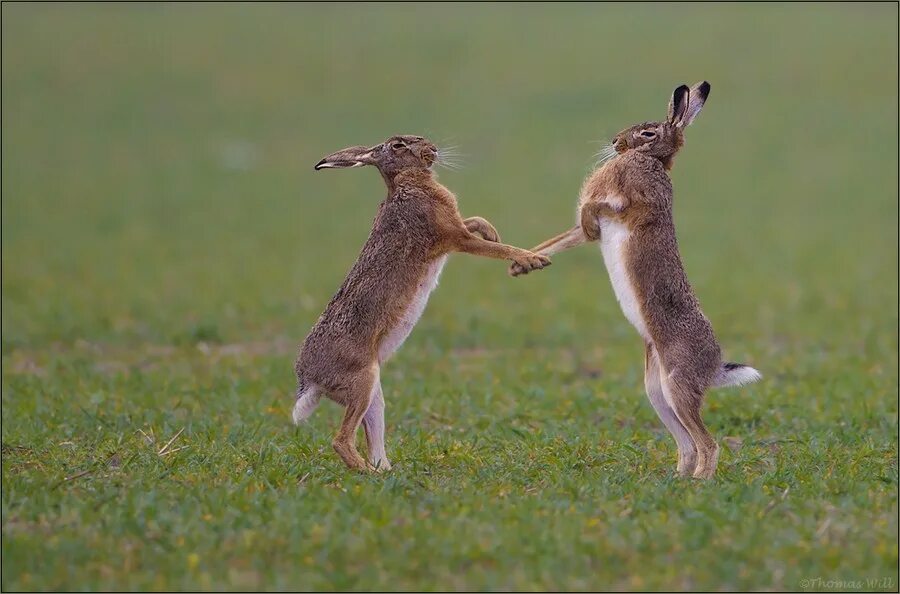 Смешной заяц. Заяц прикол. Забавные зайцы. Зайцы фото смешные. Смешное про зайцев