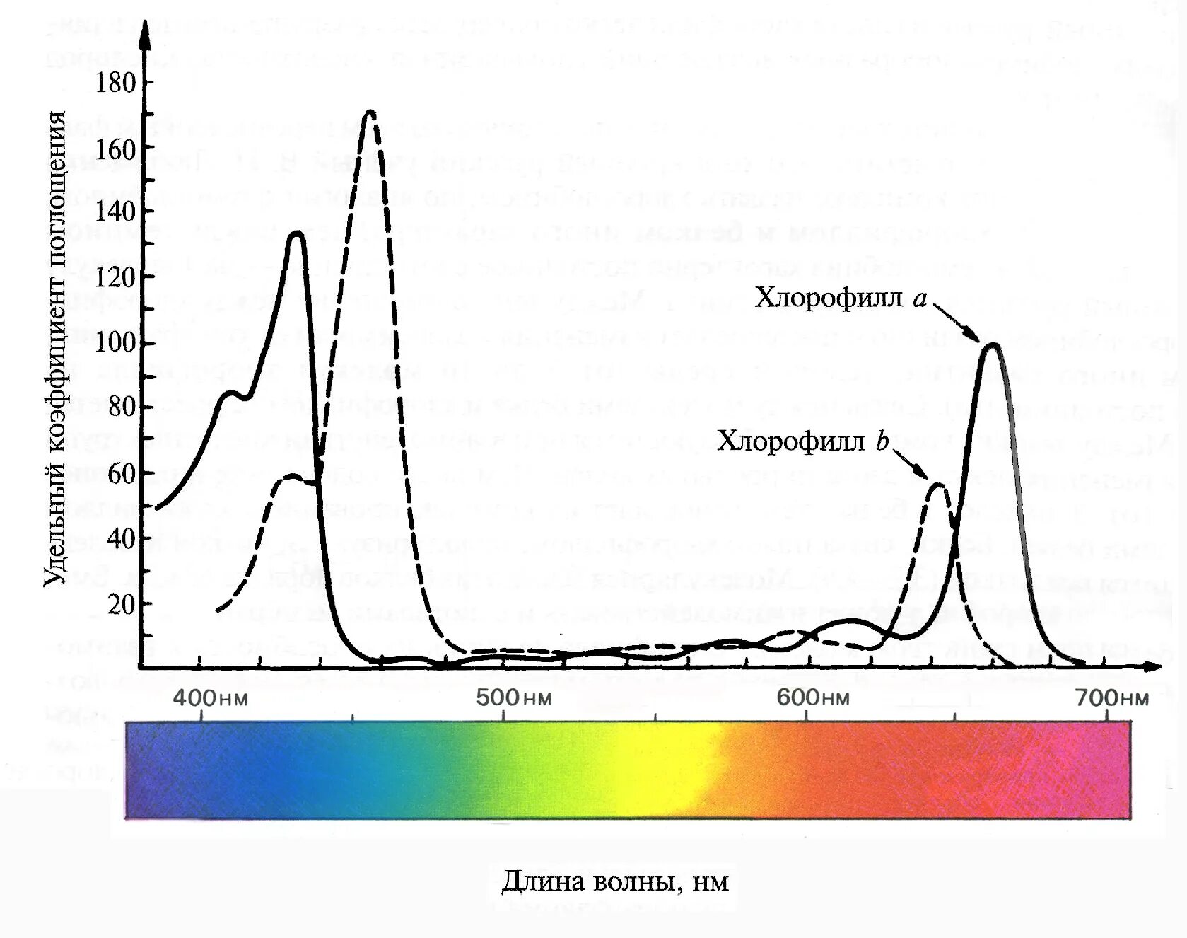 Спектр поглощения хлорофилла. . Спектры поглощения хлорофиллов а и б. Спектр поглощения хлорофилла график. Спектры поглощения пигментов фотосинтеза.