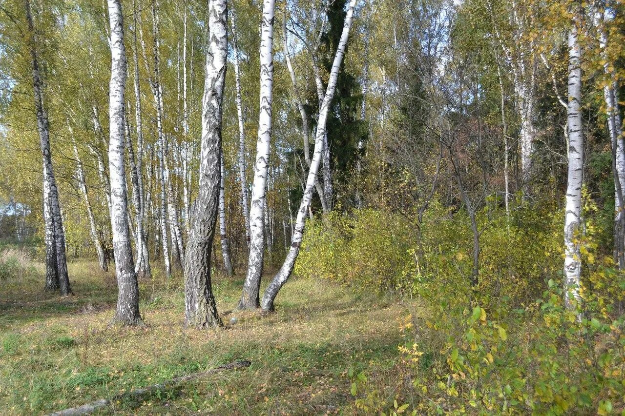 Михнево леса. Обитатели леса Подмосковья Ступинского района. Д. Ананьино. Поселок Лесной край Ступино. Лесной край купить