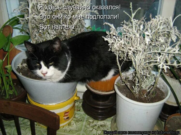 наглешь или наглеж. мемы животные с надписями. наглёж. мемы про животных с надписями. наглёж.