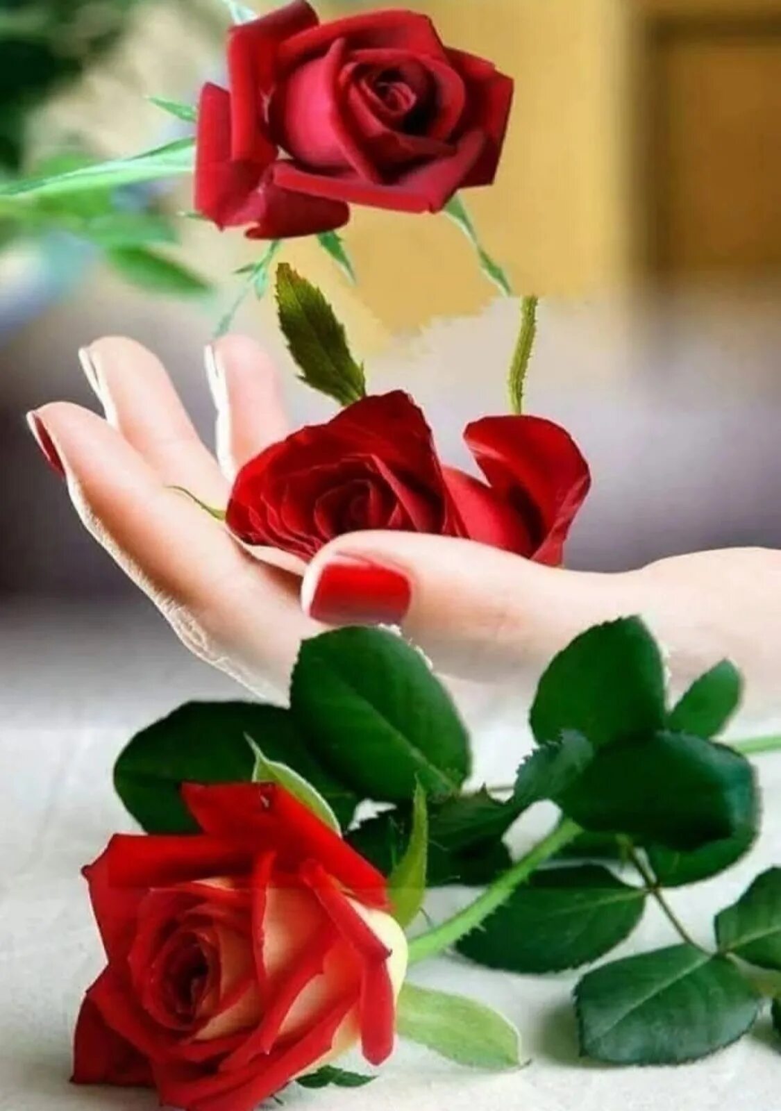Красивые цветы. Красивые цветы розы. Доброе утро розы. Красное добро