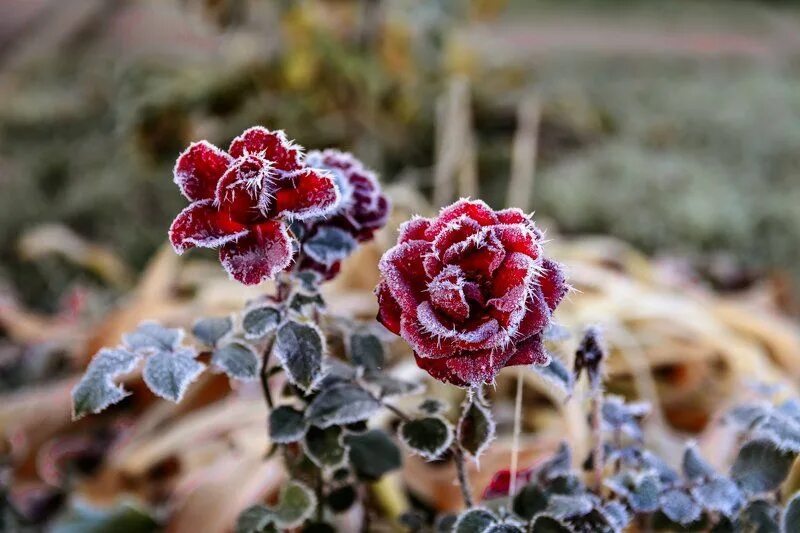 первые зимние заморозки. ранние заморозки. первые заморозки осенью. первые заморозки картинки. ранние заморозки.